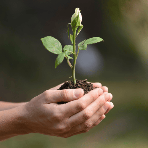 What is Wisdom House?